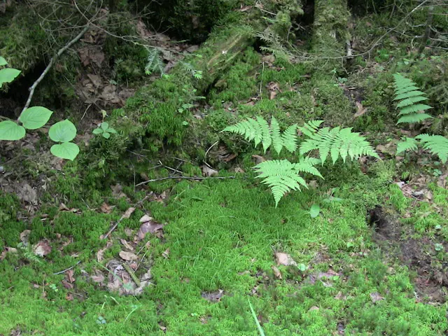 Soil Resistance: Exploring Various Soil Types and Adaptive Characteristics of Plants