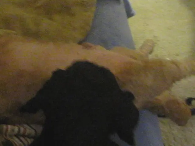 Guide for Dog Euthanasia: Exploring End-of-Life Options and Preparation