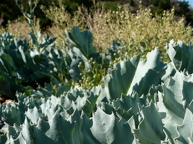 Do Emotions Exist within the Plant Kingdom?