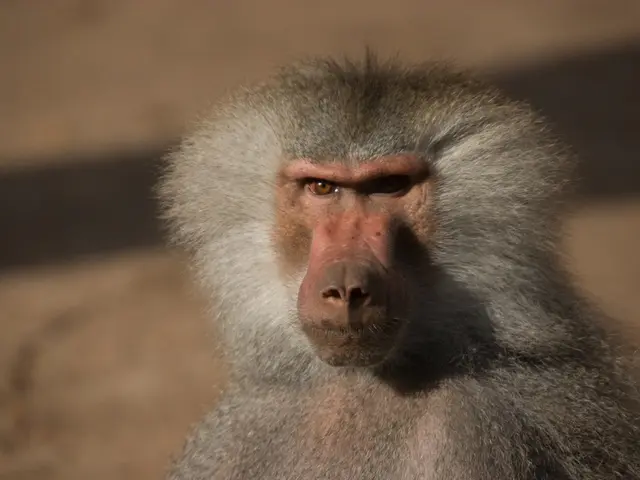 Zoo leader faces lethal threats following instances of baboon fatalities
