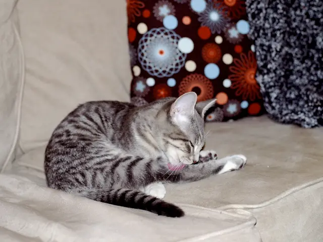 Feline Fighter in Yakutsk: Tale of a cat battling for survival