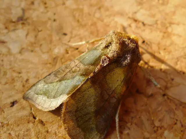 captures designed to entice nocturnal wildlife