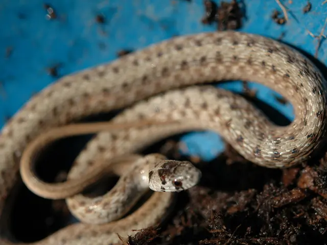 Native to the eastern region of North America, the species Thamnophis sirtalis sirtalis, commonly...