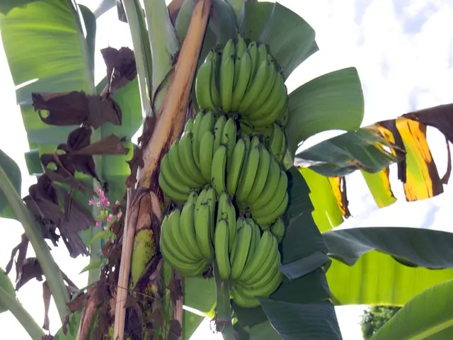 Natural Wonders: Bananas, Packed with Essential Nutrients and Wellbeing Benefits