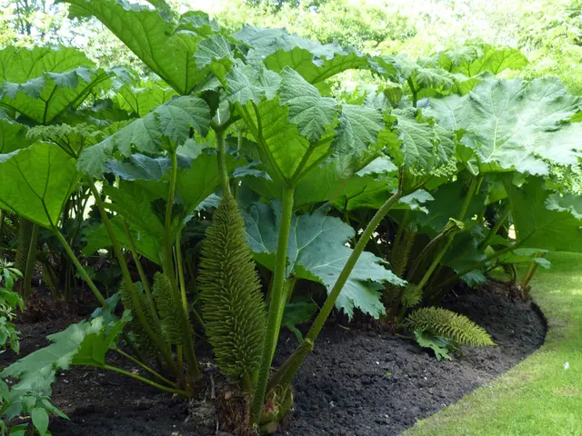 Is Soil Necessary or Optional for Plant Development?