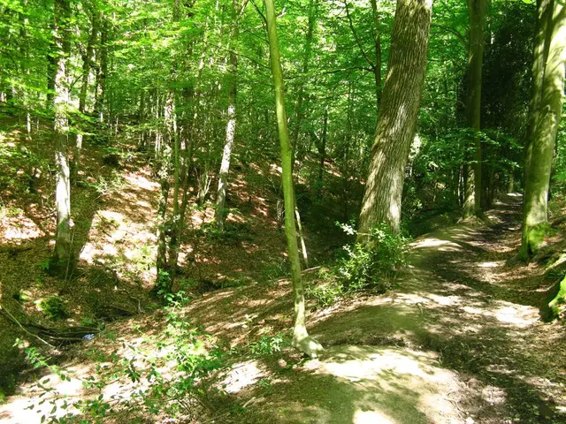 Immersion in Forest Therapy: A Deep Dive