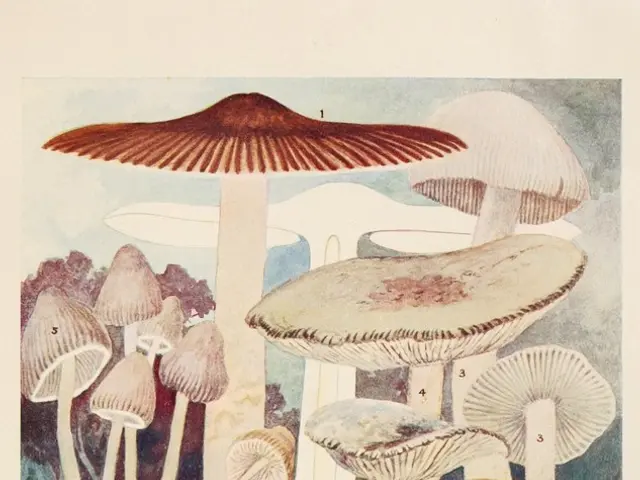 Duisburg's Green Mile e.V. becomes the first legal cannabis cultivator in the area, obtaining...