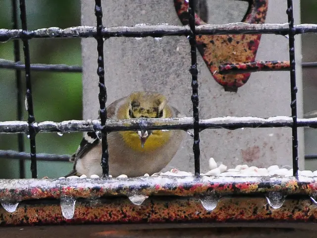 Schizophrenia and Cotard Delusion: Symptoms and Remedies