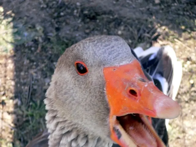 Endoscopic Retrograde Cholangiopancreatography (ERCP) Procedure: Function and Healing Timeframe