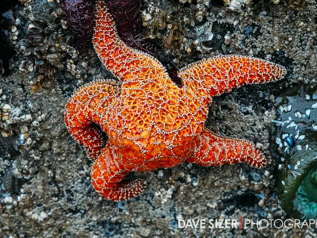 Uncovered: The Bacterial Cause of the Catastrophic Sea Star Pandemic