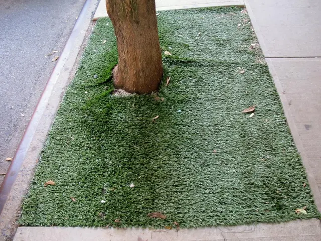 Exploring the Subiculum: Central Component of Hippocampus' Function and Connectivity Networks