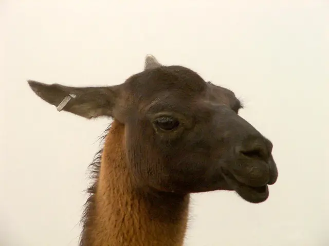 Anxiety relief through ear seeds: Are they effective and what's the usage?