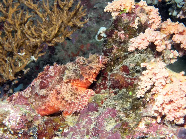 Scientists Identify Cause behind the Decimation of Sea Stars