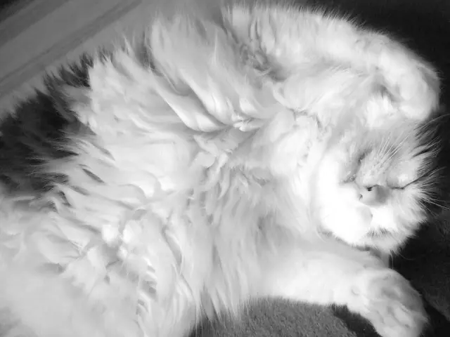 Cats Excreting White Frothy Vomit: A Veterinary Perspective