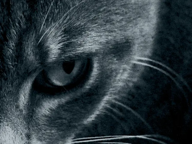 Test reveals potential solution to genetic blindness in canines, potentially marking its...