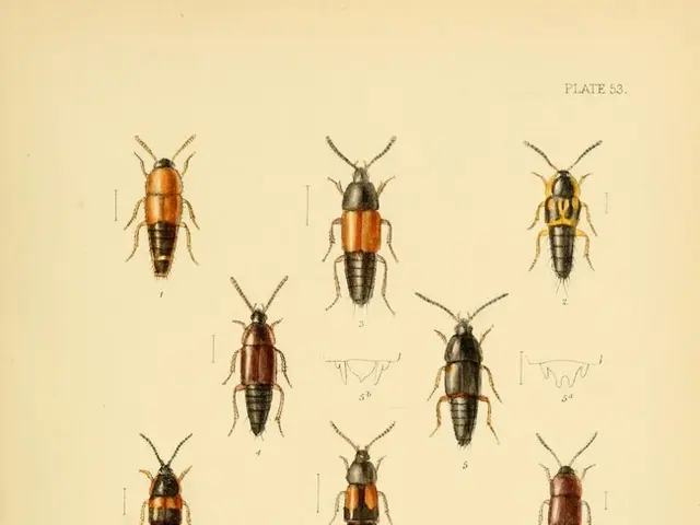 Mislabelling Issues on the Internet: A Case Study