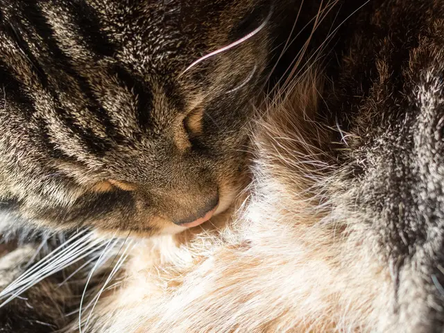 Felines boast both tongues and male genitalia!