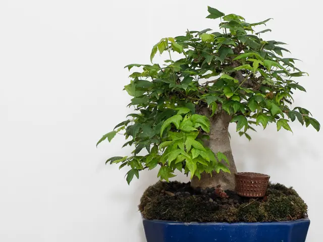 Propagation Methods in Bonsai Cultivation: Exploring Tissue Cultures and Techniques