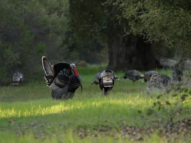 Higher Employment Rate Among Turkish Men
