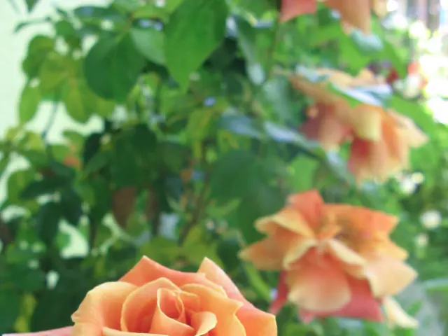 Extending Rose Bloom Duration, Even Under Scorching Temperatures
