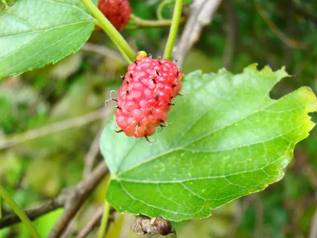 Unraveling the Crisis: The Red Raspberry Rot Epidemic