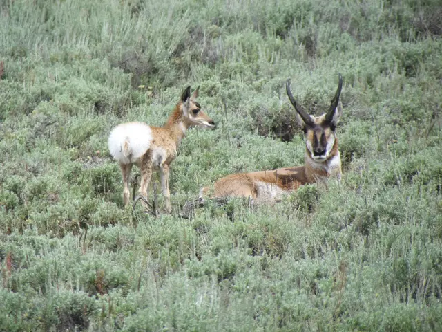 Understanding Type 1 Diabetes: A Comprehensive Look