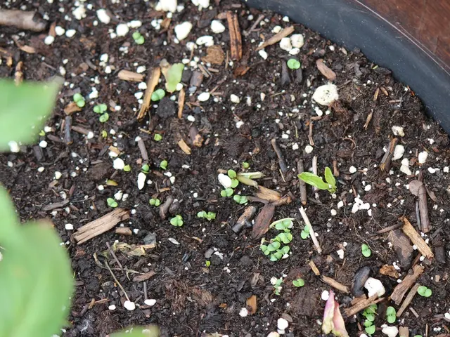 Dioxin contamination clean-up underway in Hamburg's nature reserve