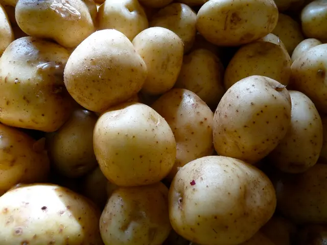 Kitchen Peril or Culinary Redemption: Are Sprouted Potatoes Risky or Tasty?