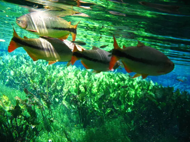 Temporarily Spared from El Niño's Clutches, Rare Fish Take Shelter at Birch Aquarium, Scripps