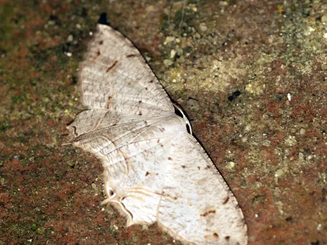 Throat Red Spots: Causes, Identification, and Remedies