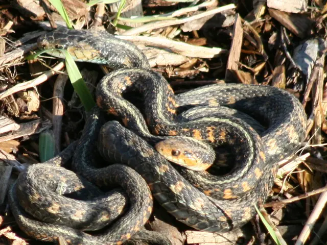 Encounter with Venomous Serpent Proves Deadly for Hiker, Authorities Suggest
