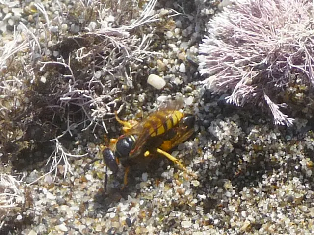 Spreading rapidly, the most dangerous elements have infiltrated Lower Saxony