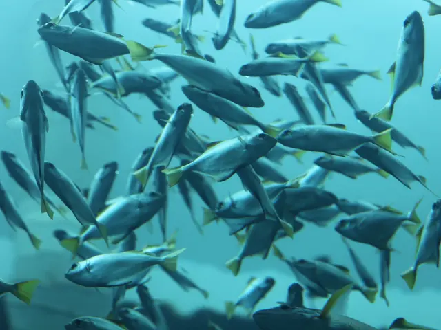 Fish Warmth Described