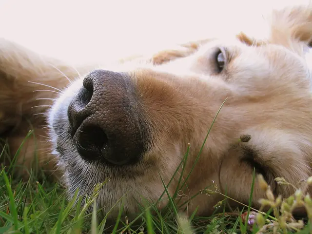 Assistance on managing canine allergies: Recommendations from a veterinarian
