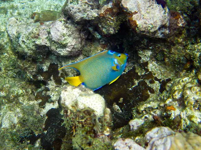Guardians of the seaways from foreign territories
