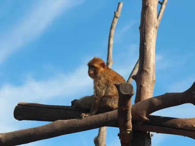 Slumbering juvenile Rhesus macaque primate (archived image)