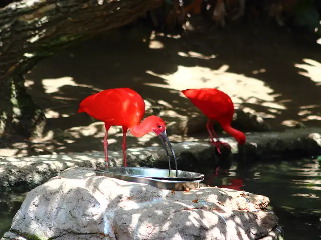 Digestive Disorder: Signs, Roots, and Further Details - IBS: Symptoms, Causes, and Insights