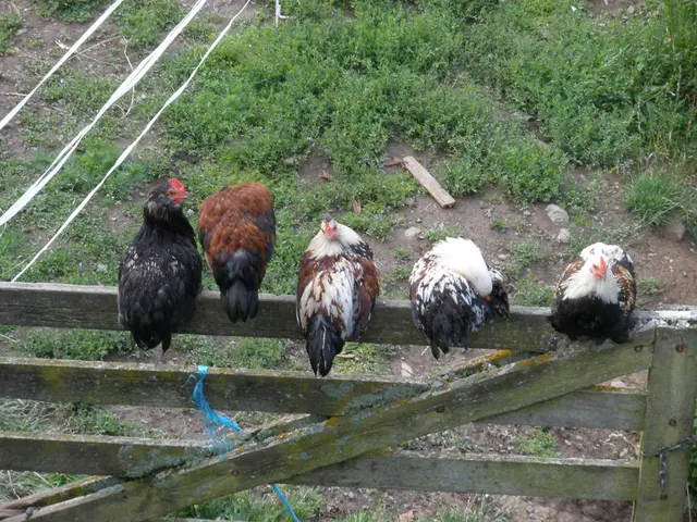 In this picture I can observe few hens sitting on a wooden railing. In the background there are...