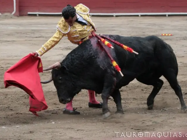 In this picture we can see the bullfight. In the front there is a black color bull in the ground....