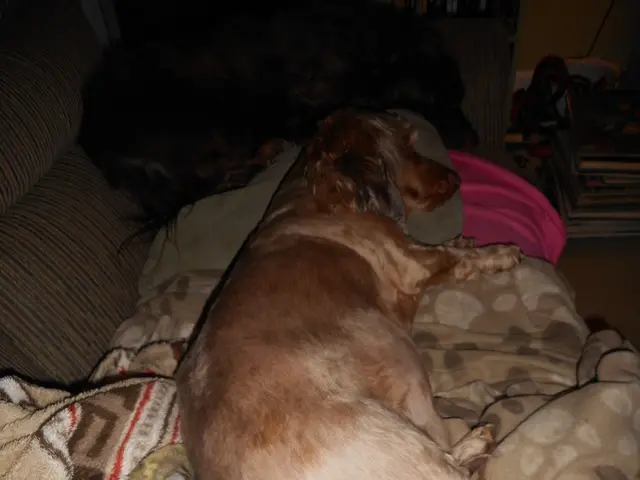 In this image, we can see some dogs sleeping and there is a blanket.