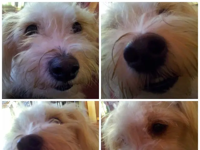 This is a collage image. In this image I can see the dog which is in black, brown and white color.