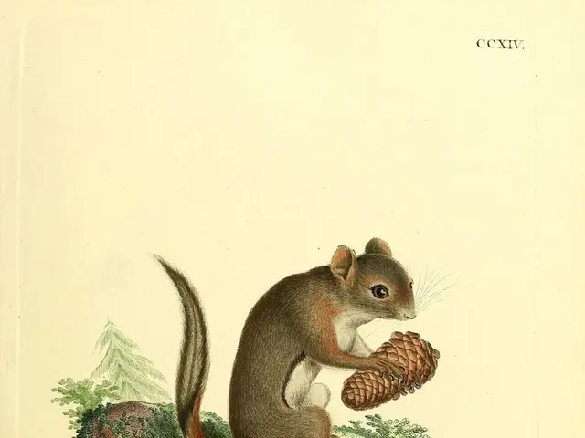 This is a poster,in this picture we can see a squirrel.