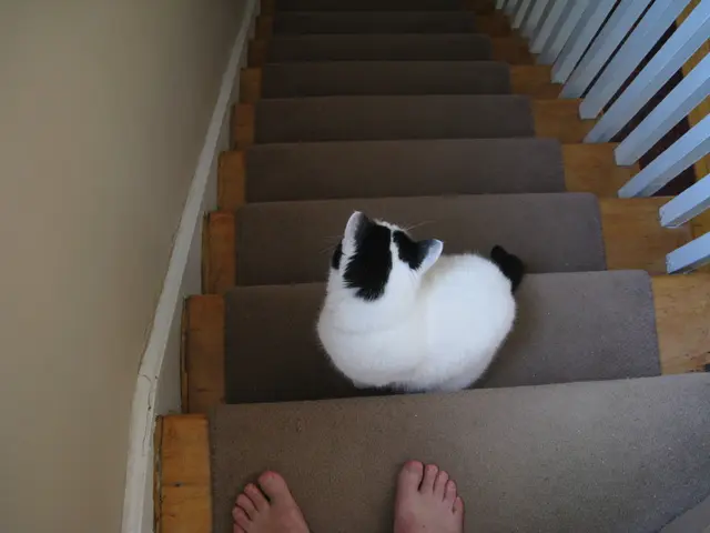 There is a cat on a stair in the foreground and stairs at the top side, there are two legs of a...