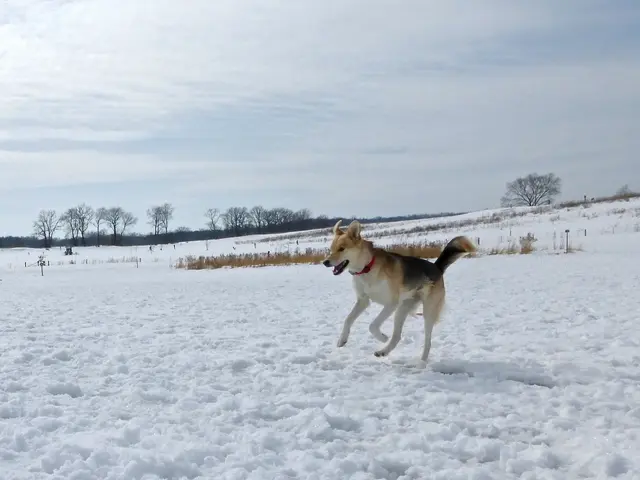 In the center of the image there is a dog. In the background of the image there are trees, sky and...