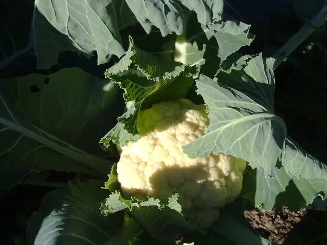 In this picture we can see a cauliflower.