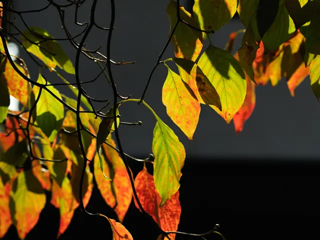 In this image we can see there are leaves attached to the stem.