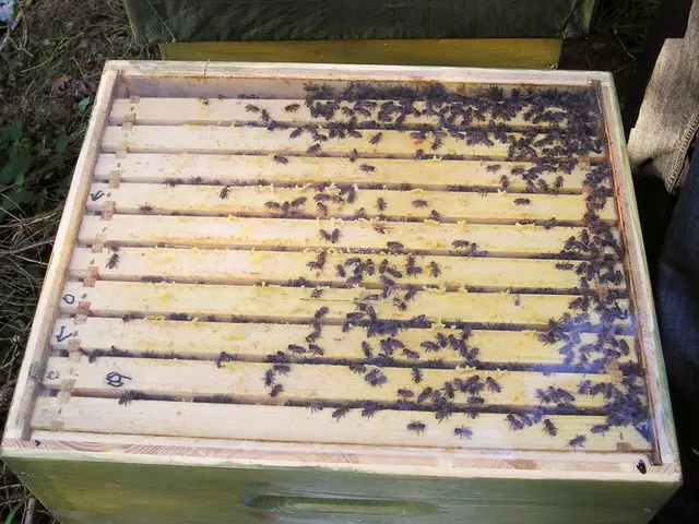 In this image in front there are flies on the box. At the bottom there is grass on the surface.