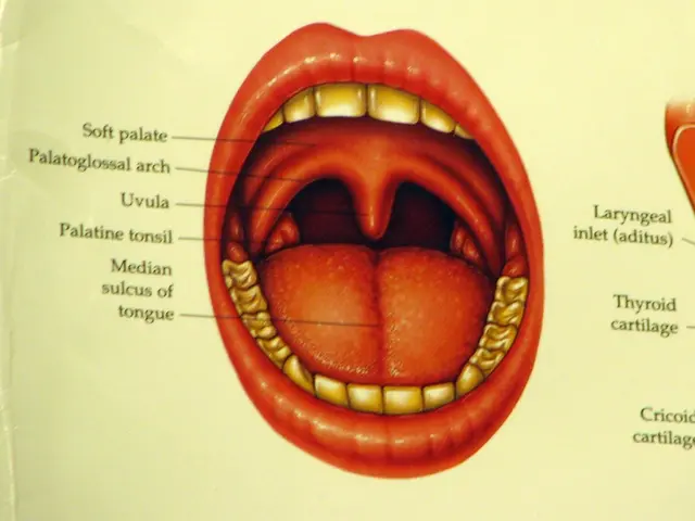 This is a paper. On this paper we can see the picture of a mouth. Here we can see tongue, teeth,...