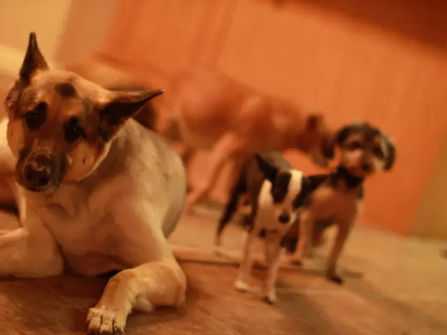 In this picture I can see few dogs and I can see blurry background.